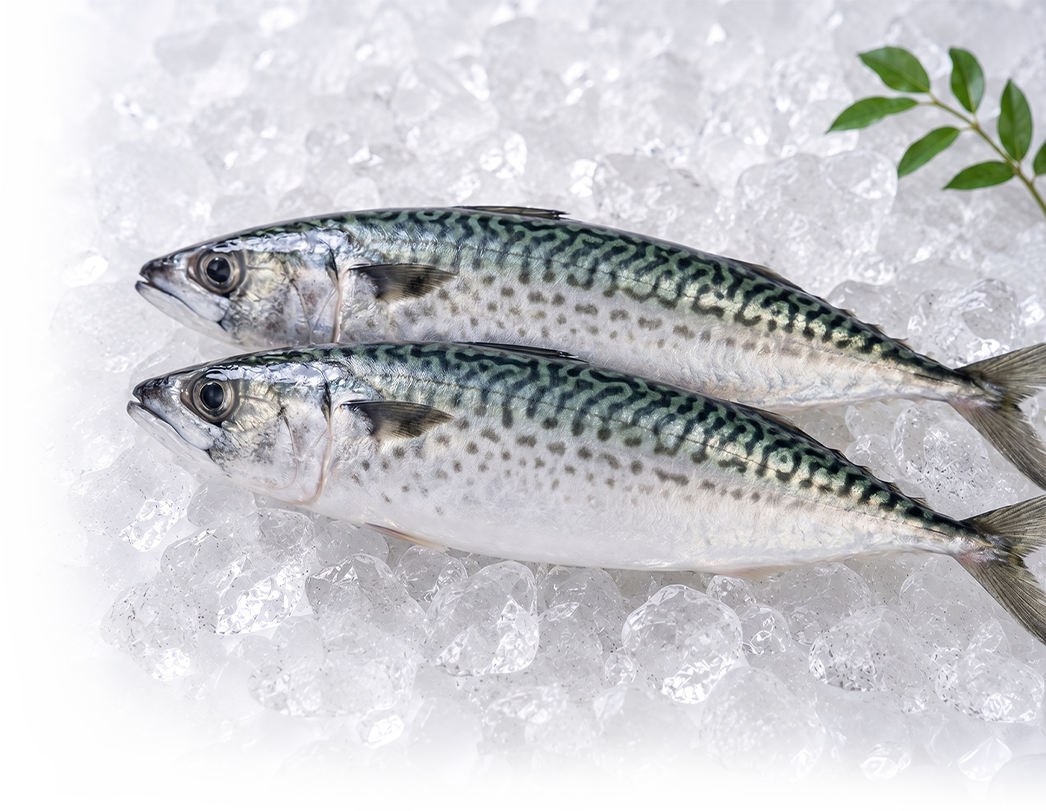 鯖魚