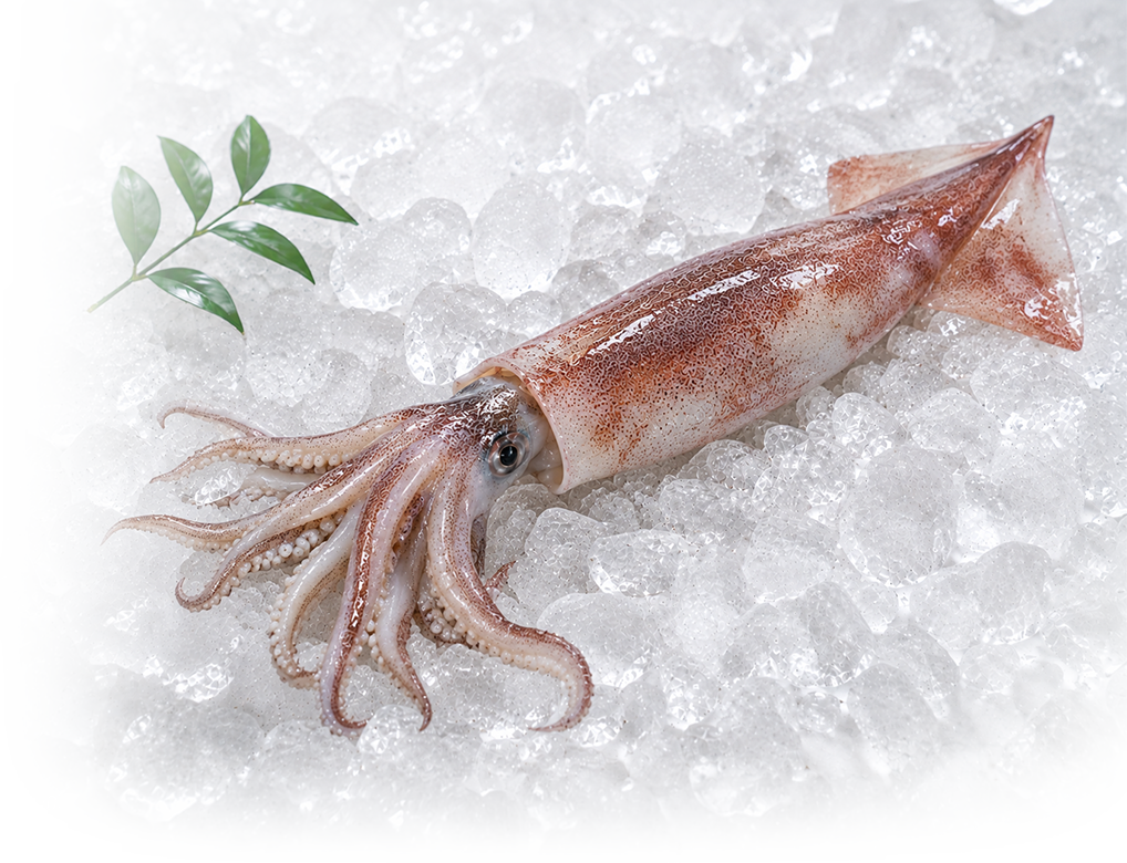 魷魚
